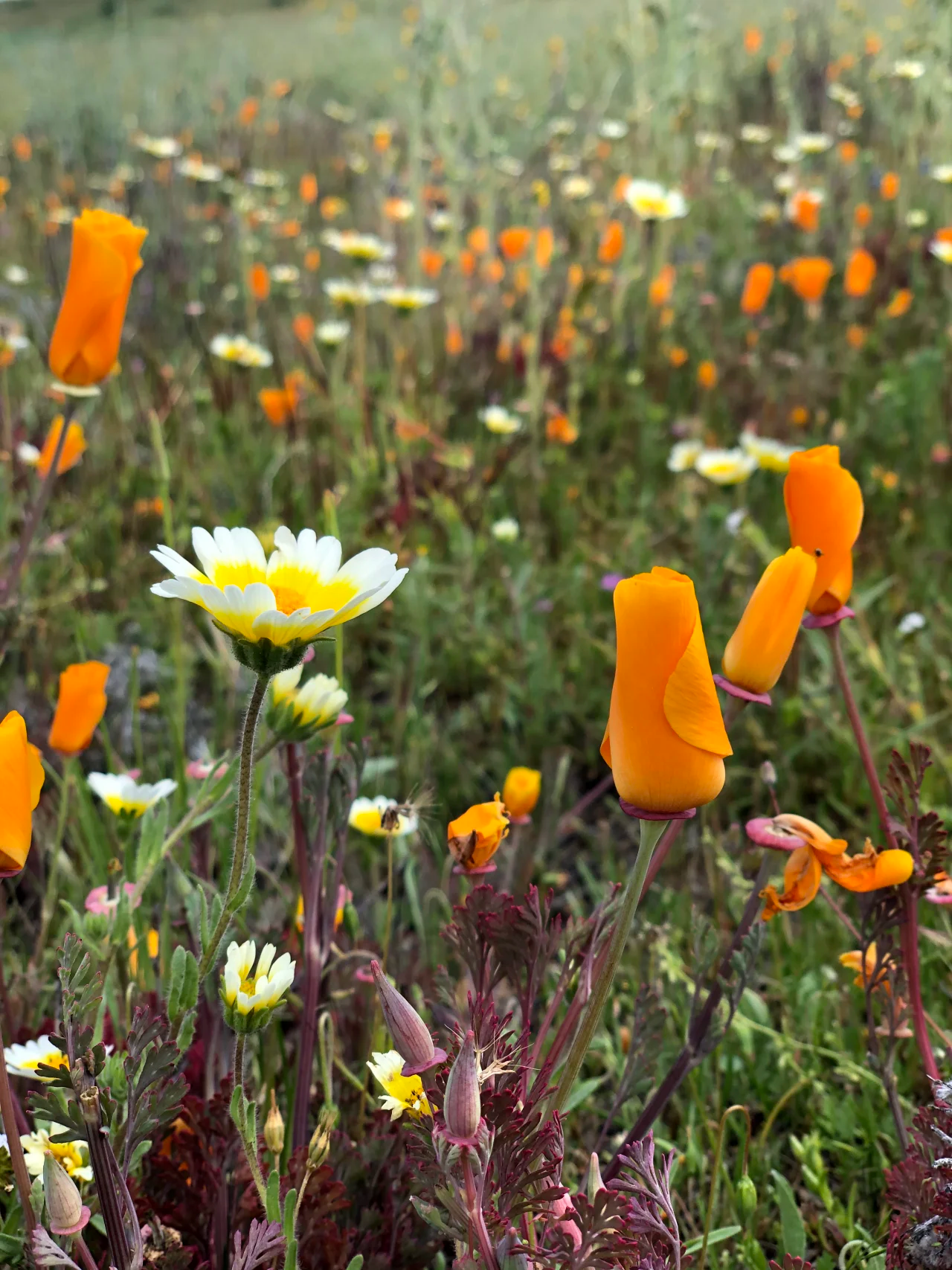 See a superbloom