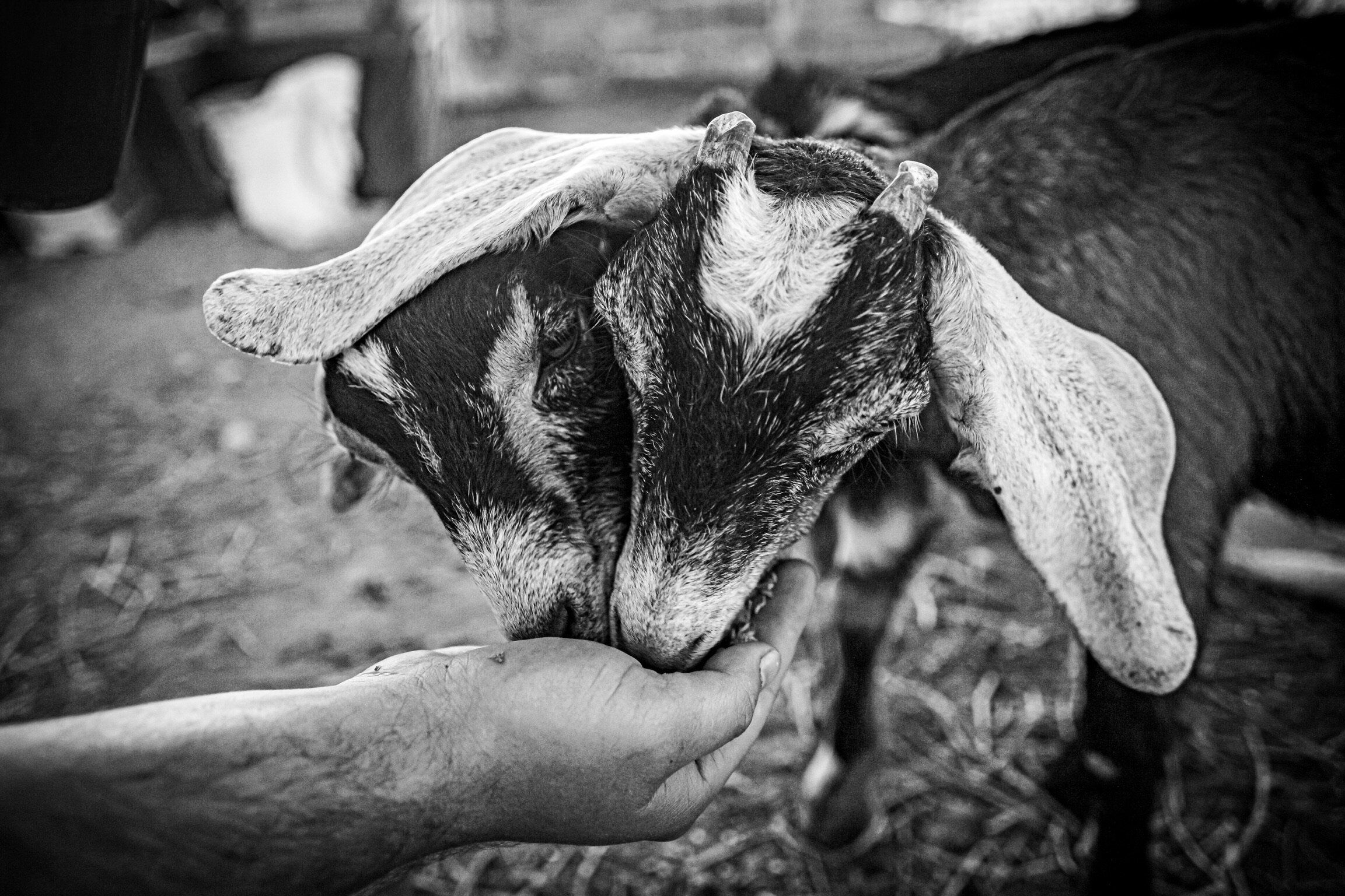 Goats at Cuyama Oaks Ranch